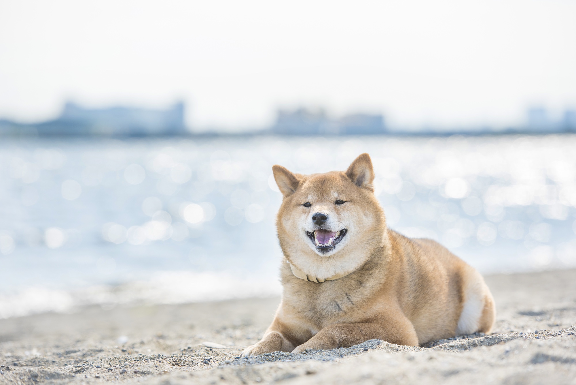 日本文化 日本不只有柴犬与秋田来让10种可爱的日本犬治愈你吧 Tsunagu Local