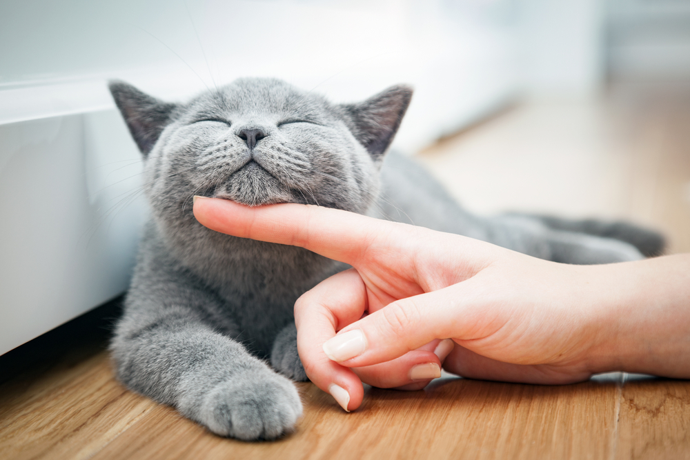Gray Cat Being Stroked