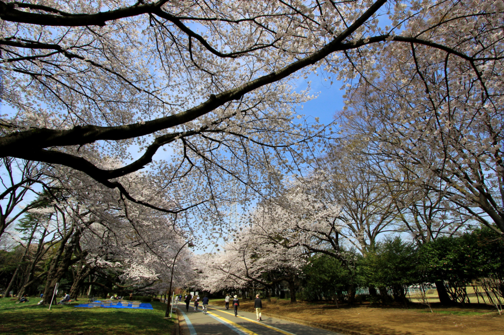 고마자와 공원 벚꽃