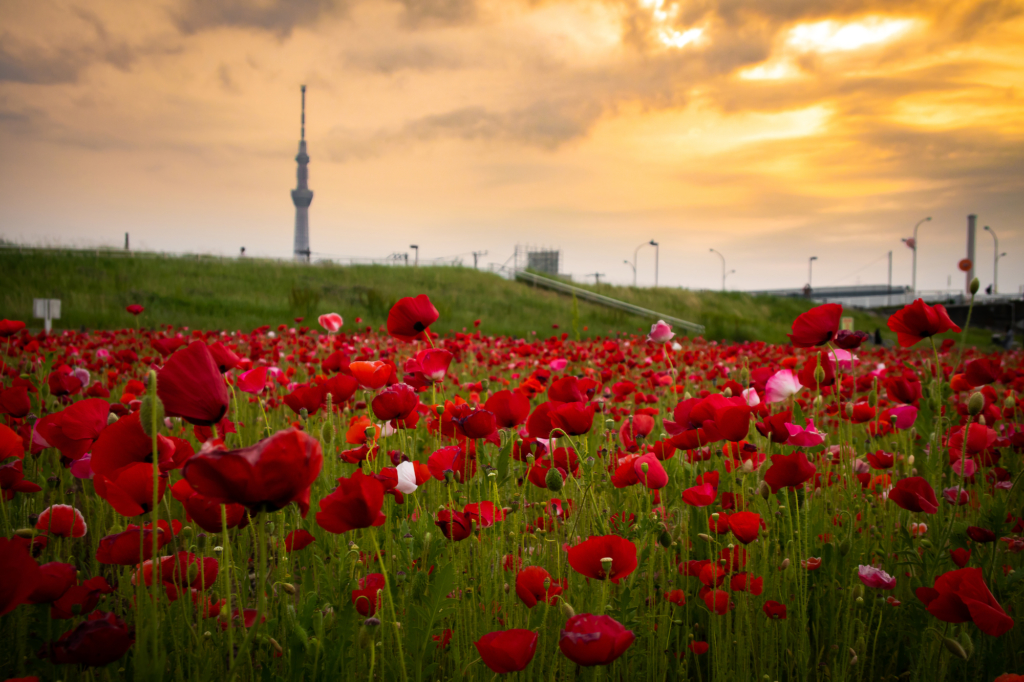 yearly guide flowers blloming in tokyo hirai sports park poppies sky tree