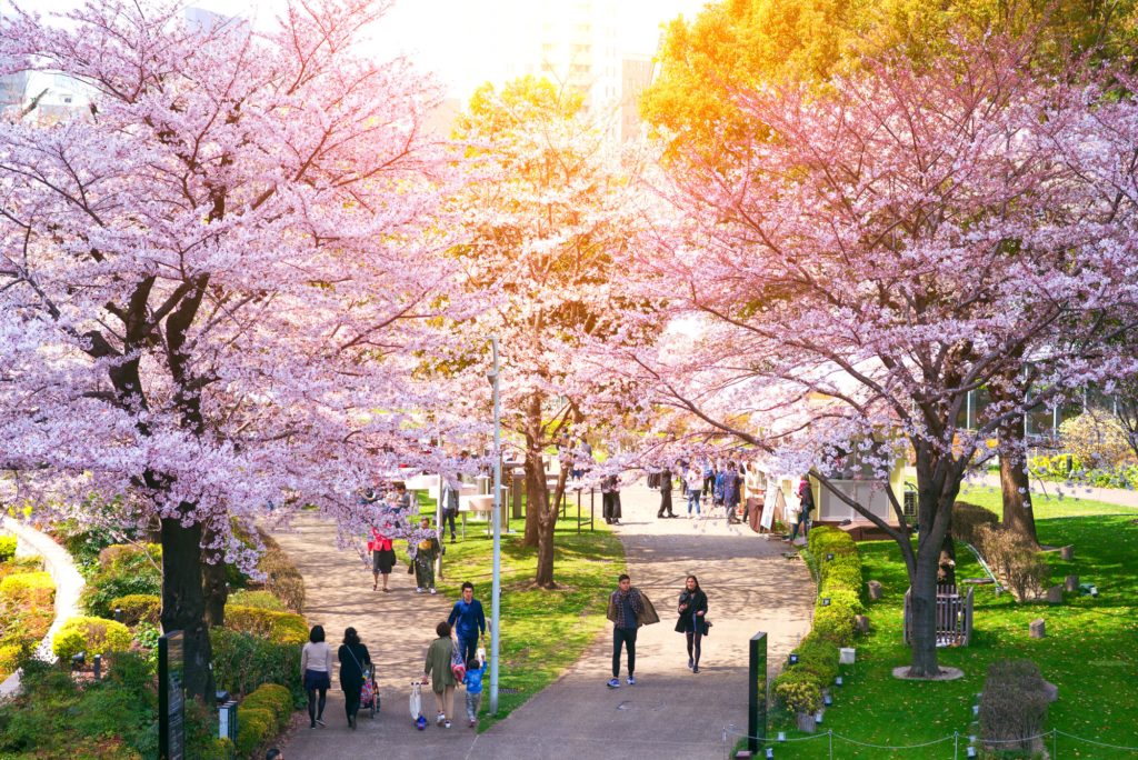 sakura at tokyo midtown