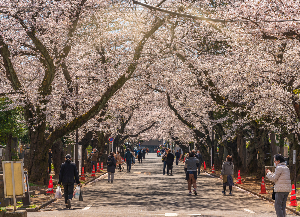 yanaka sakura tunnel cherry blossoms tokyo