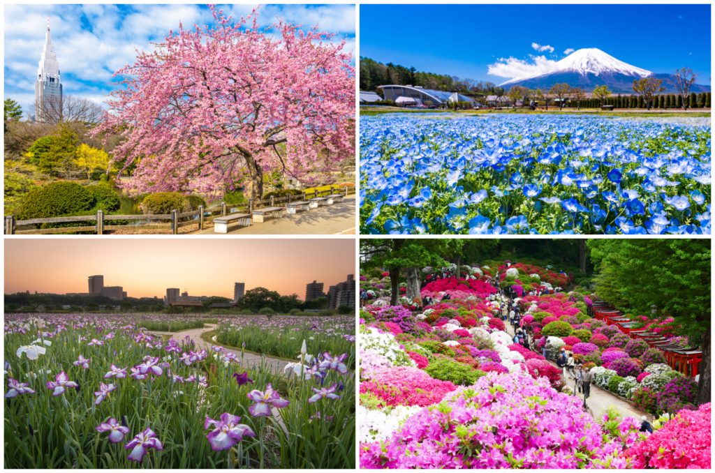 Hướng dẫn ngắm hoa suốt các mùa trong năm ở Tokyo - tsunagu Local