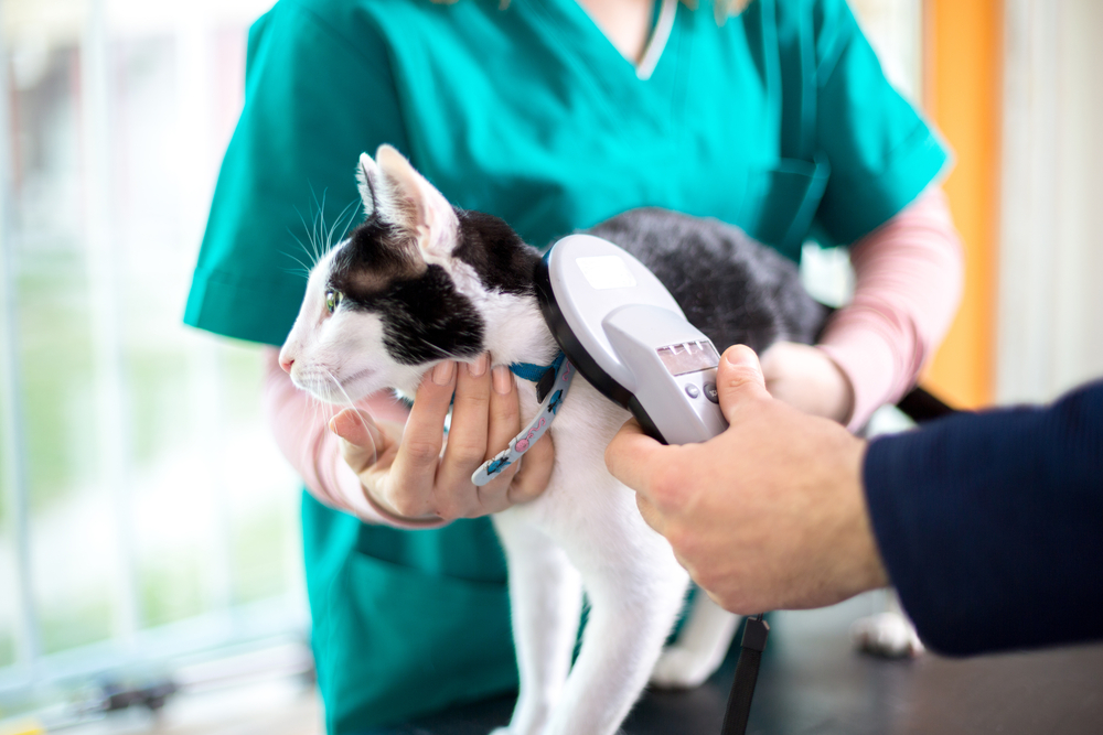the steps to bringing your pet into japan microchip implanting