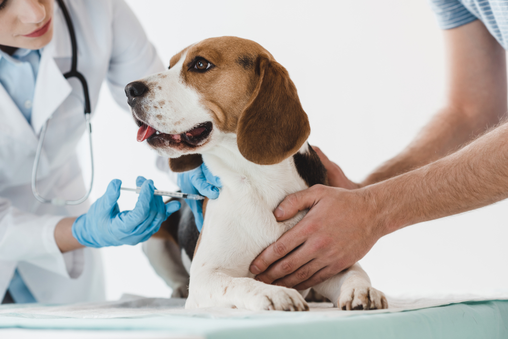 the steps to bringing your pet into japan rabies vaccination